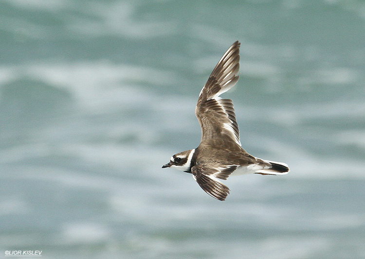 Common Ringed Plover Charadrius hiaticula   ,Maagan Michael,28-08-12 Lior Kislev